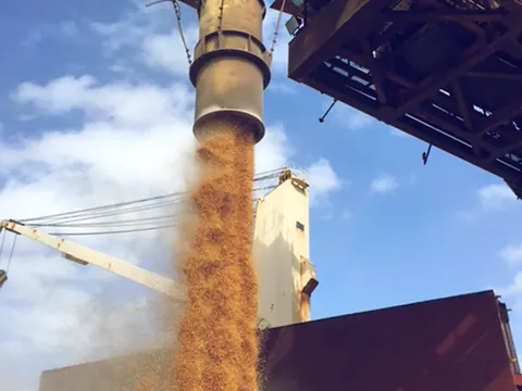 Grain pouring from a loading spout into a ship's hold