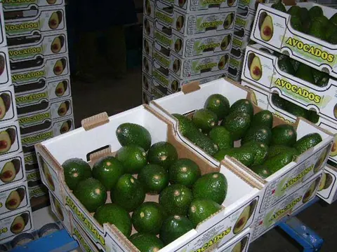 Open boxes of fresh avocados